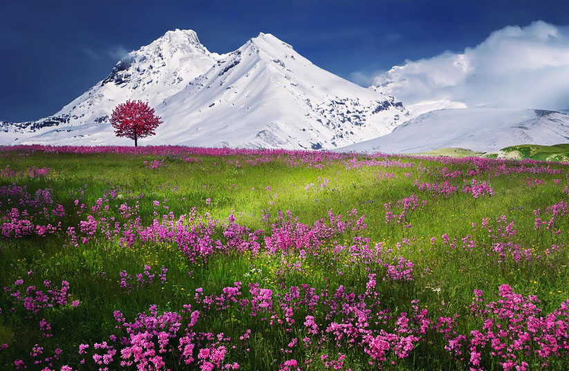 Denise Forest: Majesty of Mountains